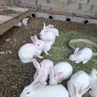 أرانب فرنسي
