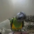 يويو السنغالي