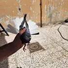 حمام قطيفي ذكر هجرسي