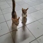 يوجد لدي 2 قط بلدي للتبني