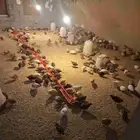 سمان للبيع اقل كمية50 حبة سعر الحبة5 ريال الكمية مفتوحه جوال