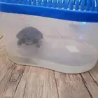 سلحفاة صغيره للتبني