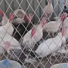 دجاج وديوك رومي حجم تب التوب