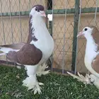 شيرازي اوروبي