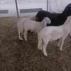 للبيع سواكنيه فاخرة تحتها 3 طليان