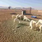 بهم تربيه خرفان العدد 25 فيها 5 رخال احوالها طيبه تتتم البيع