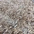 شوفان علف حيوانات