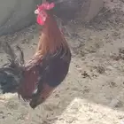 ديك بلدي أحمر افرق