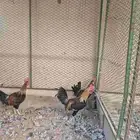 للبيع ديوك عربي فرري ترررثة