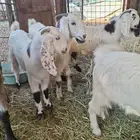 جفار ذبايح طيبه