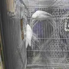 Albino Rose Ringneck Parakeet 4 chicks