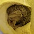 قطة صغيرة للتبني مجانا