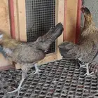 طقم فونكس اصيل لون ترثة