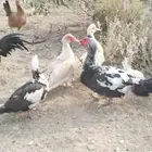 بط للبيع منتح