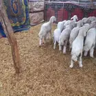 للبيع بهم حري مراح واحد طيبات وسليمه شرط العدد 20