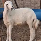 طلي حري مشروع فحل توه متعلم له فديو وهو يقشع