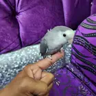 روز للبيع