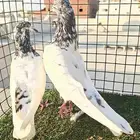 باكستاتي تيدي