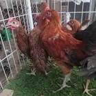 دجاج فيومي احمر