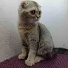 اسكوتش تربل فولد جولد