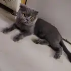 للبيع قطط سكوتش فولد سكوتش ستريت
