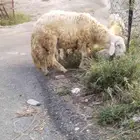 خروف فحل حري مد وجرم العمر سنة وستة أشهر