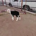 خروف نجدي عمره ما يقارب الشهر يدغر شرط