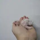 فرخ روز و كروان