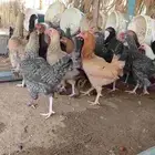 29 دجاجه تركيات العمر خمس شهور ونص بدايه بيض زايد اربع حبات