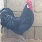 صوص استرالوب عمر شهرين.