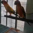sun conure 2 breeding pair