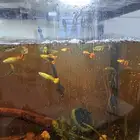 سمك جوبي