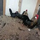 للبيع زوجين دجاج روز