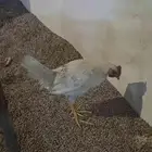 سلام عليكم عرض ديك عمر شهرين نوع شوكي مستقبله فحل ابيه شوكي