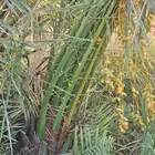 جميع انواع النخيل متوفر وجميع انواع الشبوك