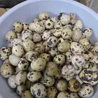 بيض سمان و سمان مذبوح حسب الطلب