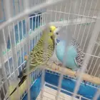 زوج بادجي او طيور الحب