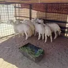للبيع طليان