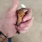 هجين سسكن مع كناري