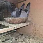 زواجل حضانات
