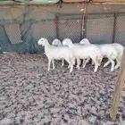 رخال حريه فل الفل عمرها 4شهور