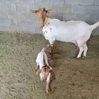 عنز بيشيه تحتها تيس