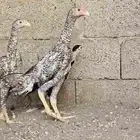 فروخ شامو ألماني