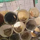 حمام فرنسي وسلفر