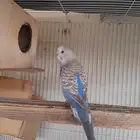 أنثى بادجي الموقع صامطه