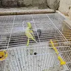 عصافير زوج باذجي طيور الحب