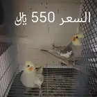 للبيع أزواج كرونات منتجه