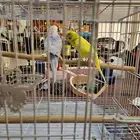 زوج بادجي منتج اليف