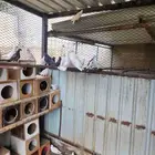 حمام صنعاني