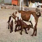 عنز هولنديه تحتها 2